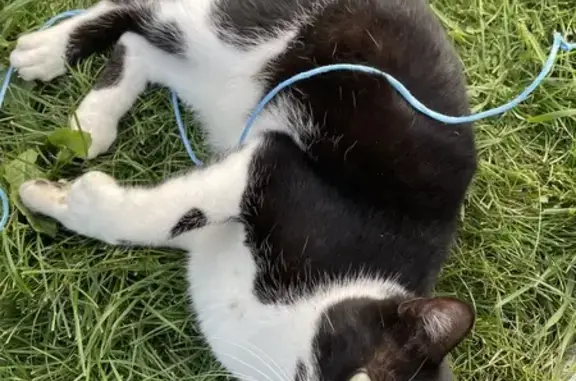 Animaux trouvés Val-Couesnon, photo: Chat mâle noir et blanc trouvé à La Chevalaie