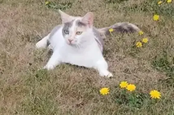 Chatte stérilisée disparue à Villers-Bocage - photo
