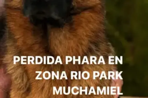 ¡Urgente! Perro perdido en Mutxamel