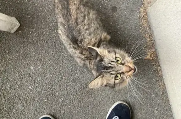 Chat trouvé , photo: Chatte avec petits trouvée à Montreuil (85200)