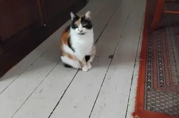 Chat européen isabelle perdu à Fouesnant - photo