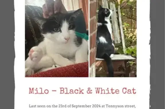 Missing Black & White Cat on Tennyson St.