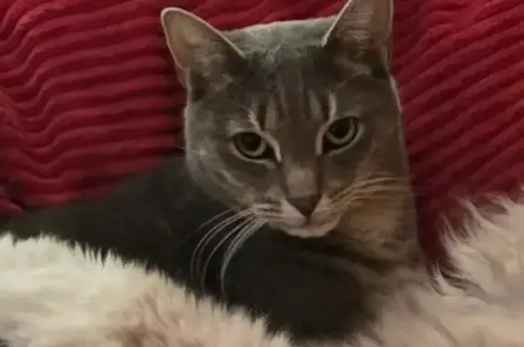 Missing Grey Tabby from Bryanston Vet, Sandton