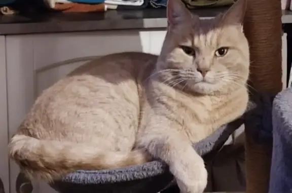 Animaux perdus Sonzay, photo: Chat mâle tigré disparu à Sonzay