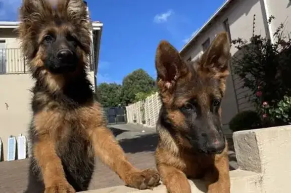 Missing: 2 Male German Shepherds in JHB