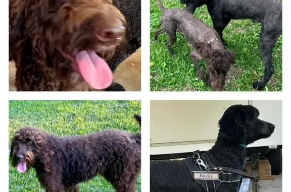 Lost Dogs: Bucky & Coco Missing in Waynesboro