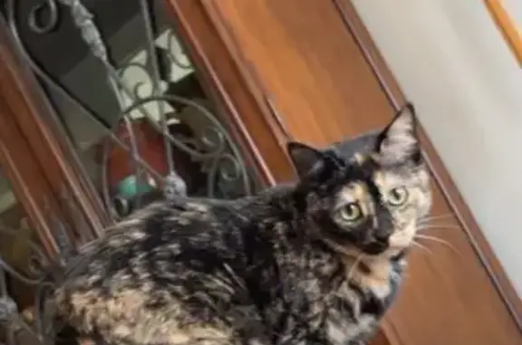 Lost Tortoise Cat: Female, Spayed - Canton