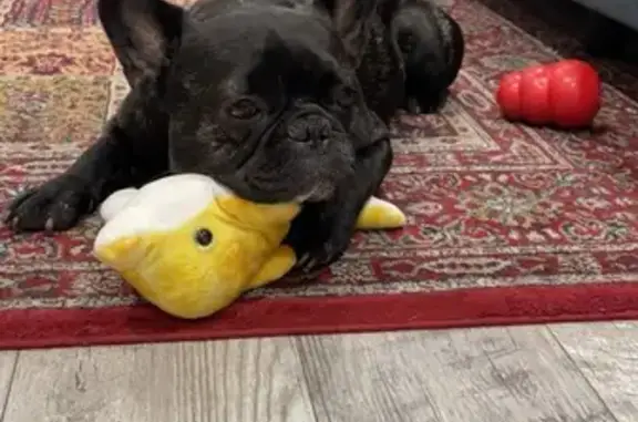 Lost Black French Bulldog on Victory Blvd