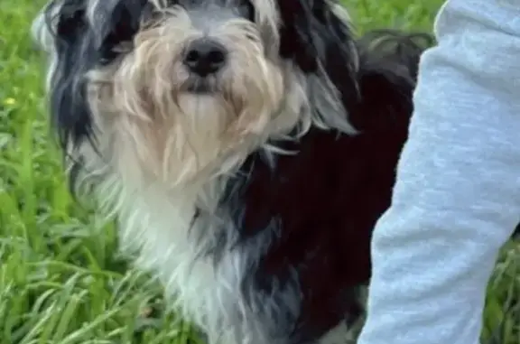 Lost Shih Tzu 'Oreo' - Last Seen on Willmont Rd