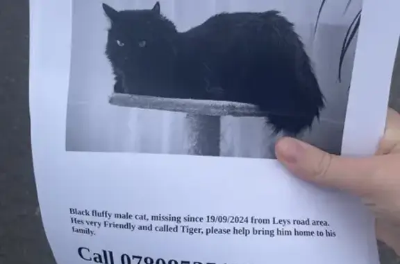 Lost Black Fluffy Cat in Ruddington NG11