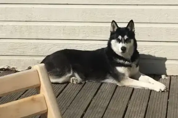 Chien perdu , photo : Deux Huskies Sibériens disparus à Hautot-l'Auvray
