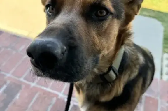 Lost German Shepherd, 1 Yr Old, New Collar