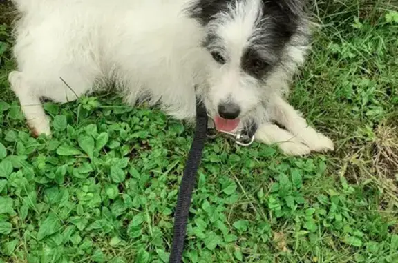 Petit chien mâle trouvé près de l'avenue de Brive - photo