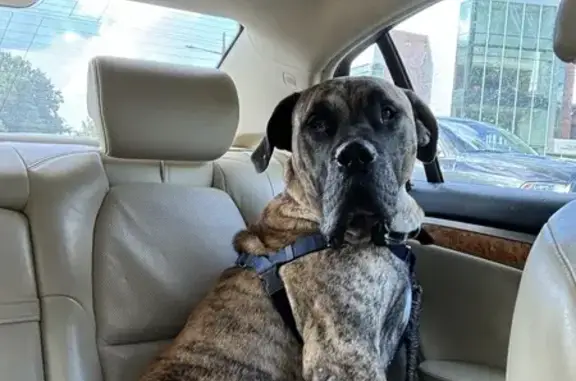 Found Brindle Mastiff in Chestnut Hill Area