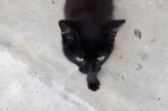 Chaton marron foncé trouvé à Savigny-le-Vieux - photo