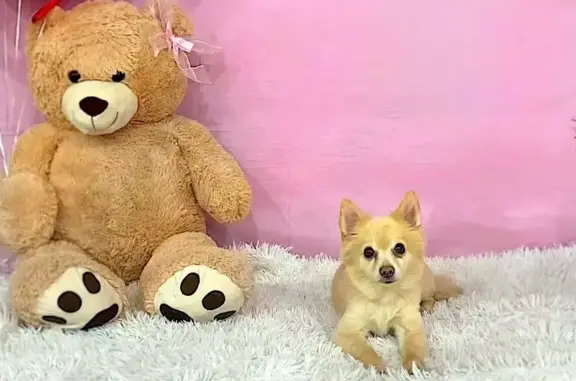 Lost Tan Pomeranian on Madge Lane, Las Vegas