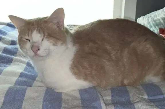 Missing Male Cat: White & Orange - Bloomfield