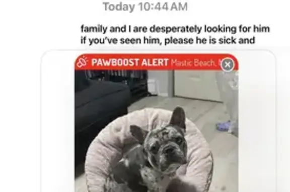 Lost Black & Gray French Bulldog - Mastic Beach