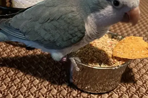 Lost Blue Quaker Parrot in Phoenix, 4419