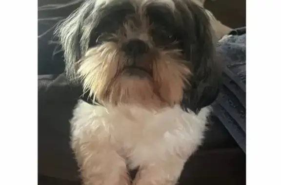 Missing Dog: Tiny, White & Grey, West Airport Blvd