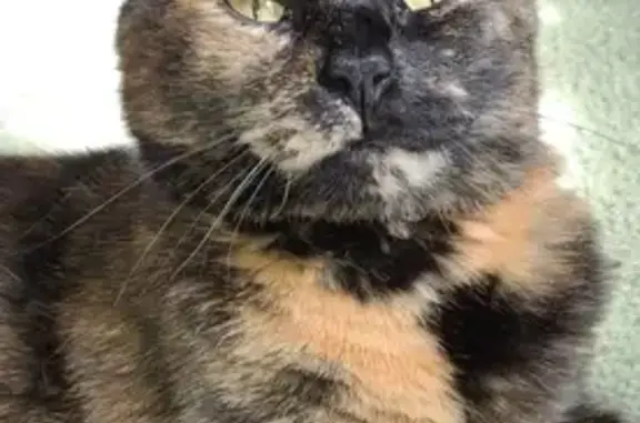 Missing 8-Year-Old Black Tortoiseshell Cat