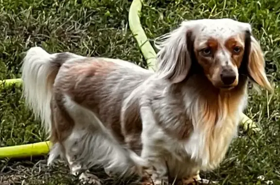 Lost Dachshunds: Blonde & Gray, Loris SC