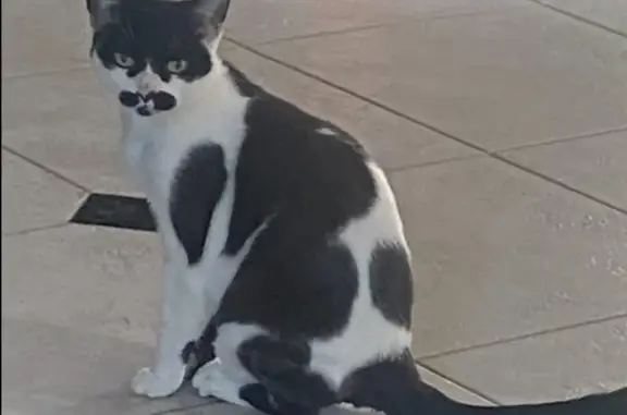 Missing Cat: Oreo, Black & White, Lemont