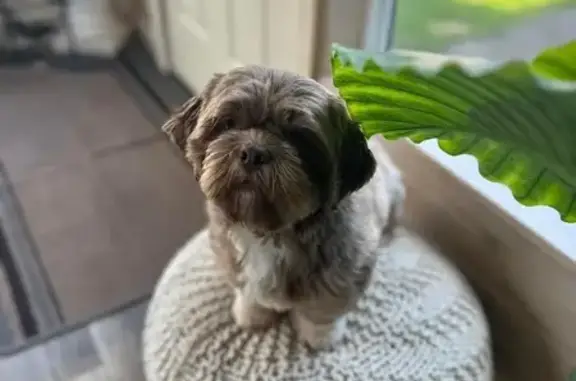 Missing Shih Tzu Yorkie Mix: Help Find Chewie!