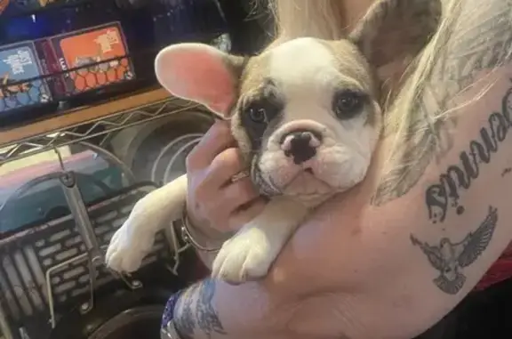 Lost French Bulldog Puppy - Help Find Bandit!