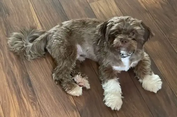 Lost Brown Shih Tzu: Clay, NY - Help Find!