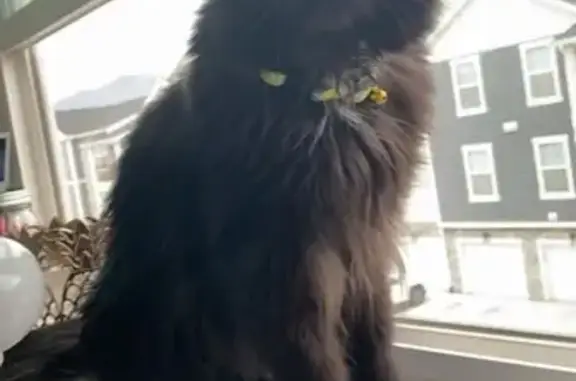 Missing Fluffy Black Cat in Orem - Help!