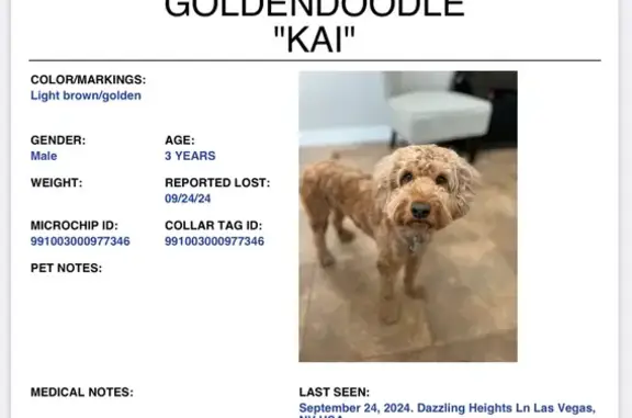 Lost Golden Poodle Mix in Las Vegas Area