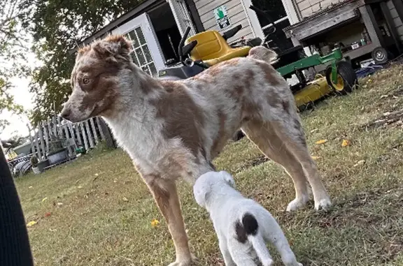 Lost Australian Shepard in Sherman, TX