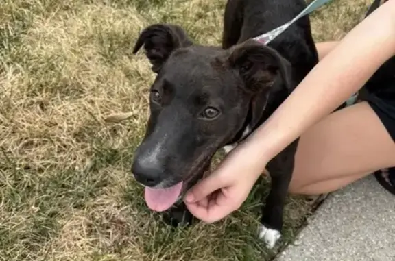 Lost Dog: Black/White, North Main St, KC