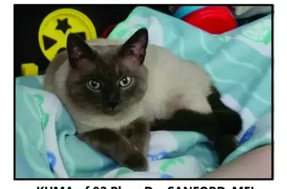 Missing Siamese Cat: Shy Kuma on Plaza Dr