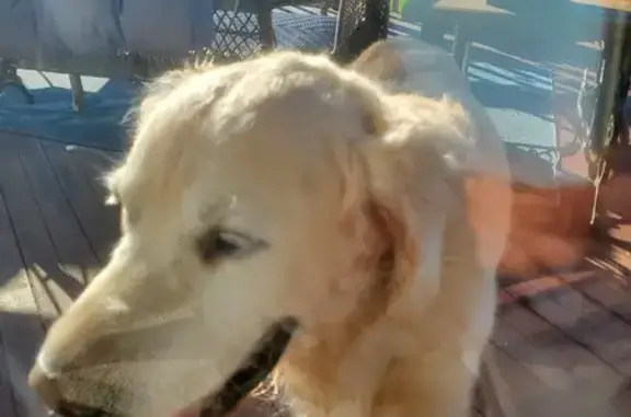 Found Male Golden Retriever on Washington Ave