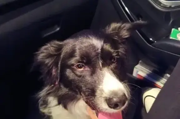 Chien trouvé Marmoutier, photo: Border collie trouvé, rue Biegen, Marmoutier