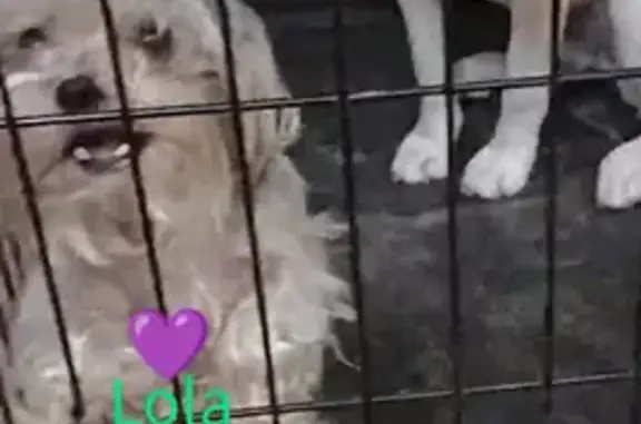Lost and found pets , photo: Lost Yorkie Mix 'Lola' - Fairfield Outlets Area