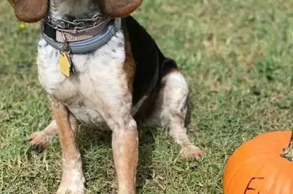 Lost Beagle: Friendly, Teal Collar, Louisville