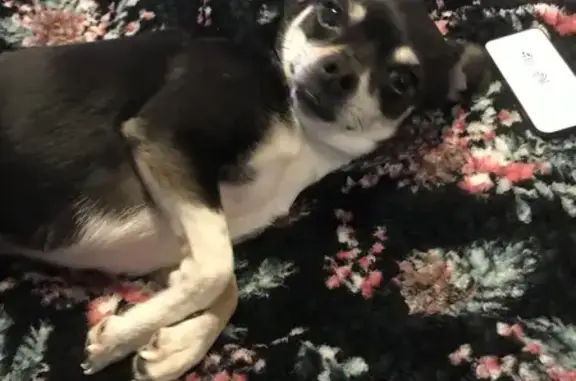 Missing Black & White Chihuahua Terrier - Albuquerque