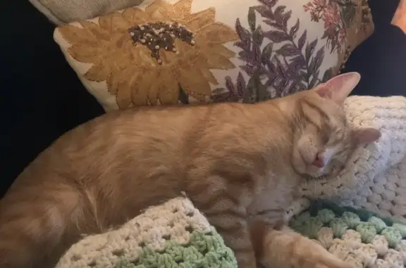 Missing Ginger Cat - Stowe, VT - Help!