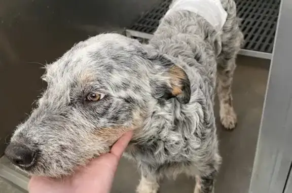 Found: Black/White/Blue Cattle Dog in Ammon, ID