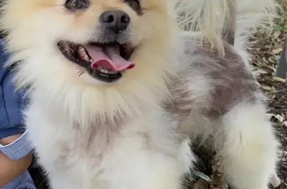 Missing Beige Pomeranian in Waco - Help!