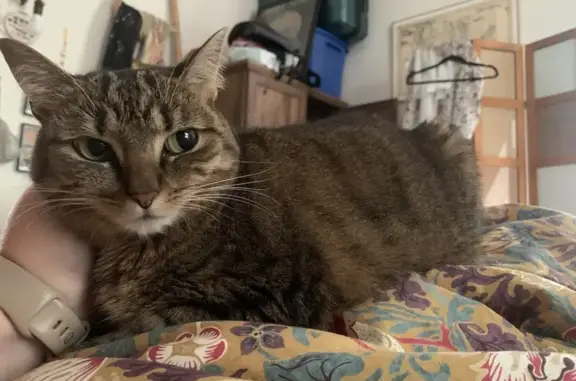 Lost Brown Tabby on Glenwood Rd, Somerville