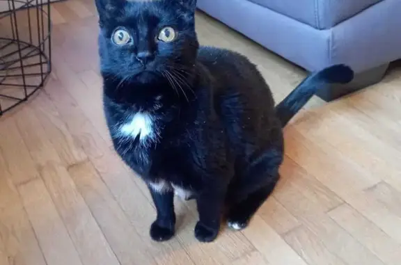 Chatte noire perdue Place Jean Rozet, Bourg-en-Bresse - photo