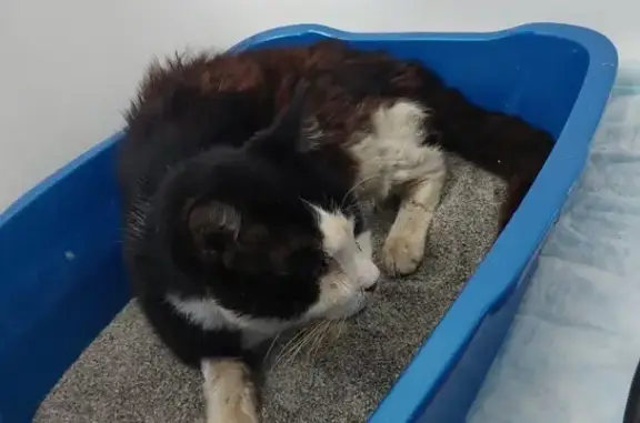 Injured Tuxedo Cat Found - Needs Immediate Help