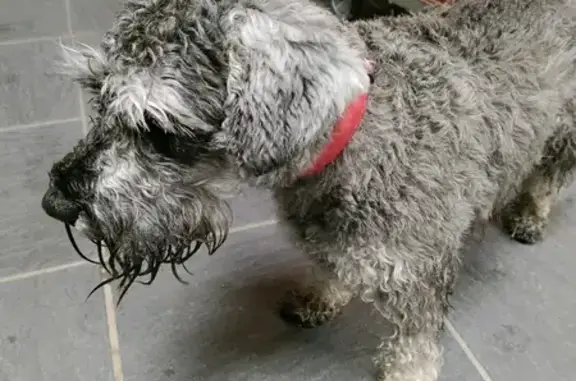 Chien mâle trouvé seul, collier rouge, Plougonvelin - photo