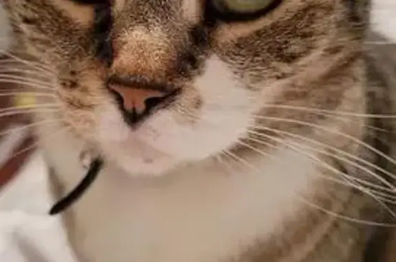 Found pets , photo: Missing Cat: Keller-Hanna Dr, Brunswick