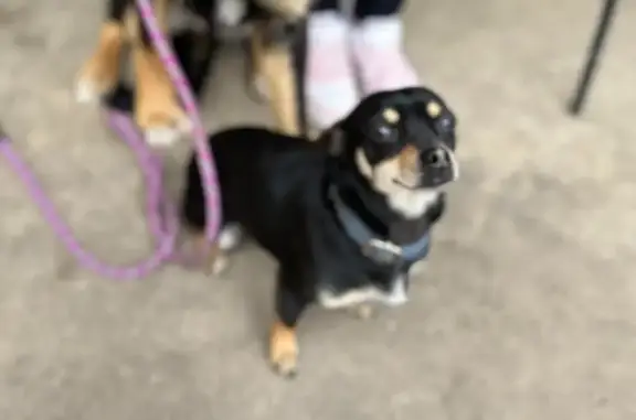 Lost Black Chihuahua in Parkdale Heights