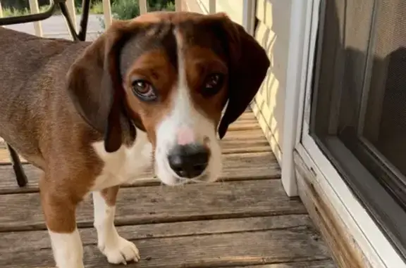 Lost Beagle: Help Find Harley in Avon!